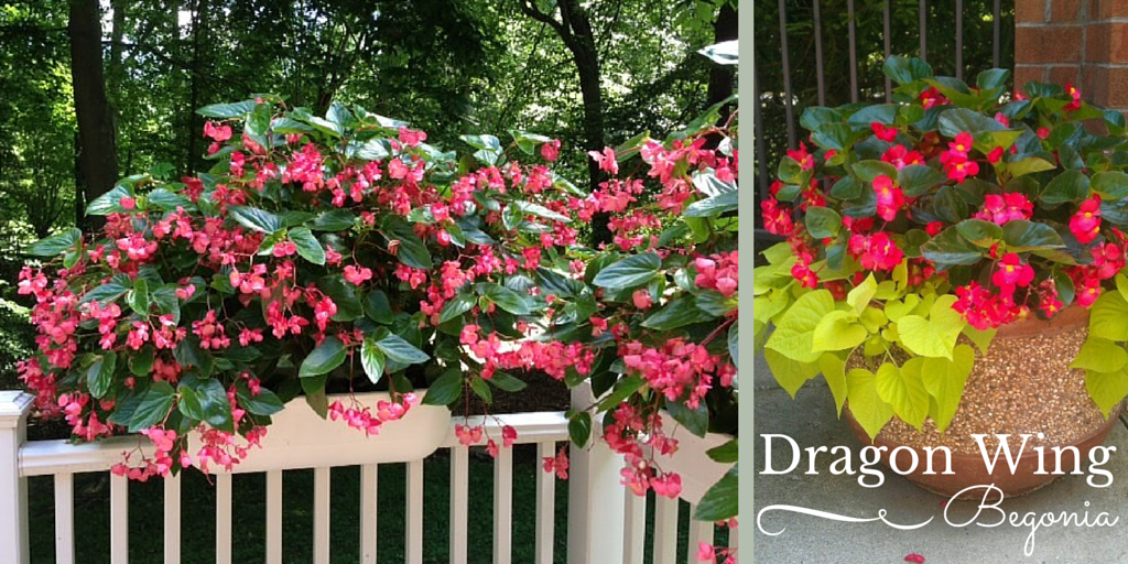 Bakers Village Garden Center – Dragon Wing Begonia | A gorgeous annual that  thrives in sun or shade